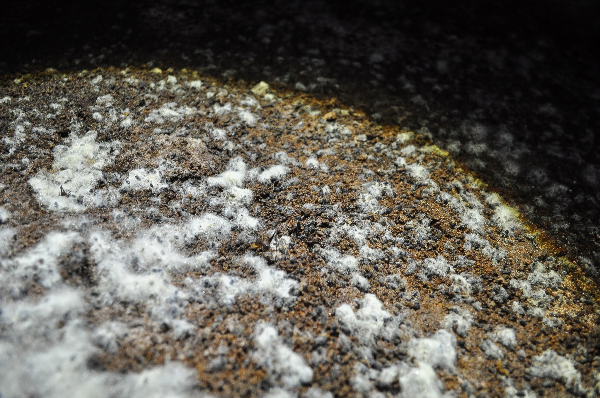 Fungus on guano